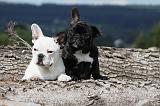 BOULEDOGUE FRANCAIS 690